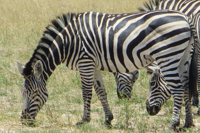 Chobe Safari Overnight Camping Trip - What the two safari formats add