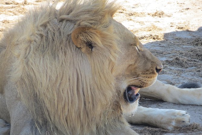 Chobe Safari Overnight Camping Trip - Is $340 a fair price?