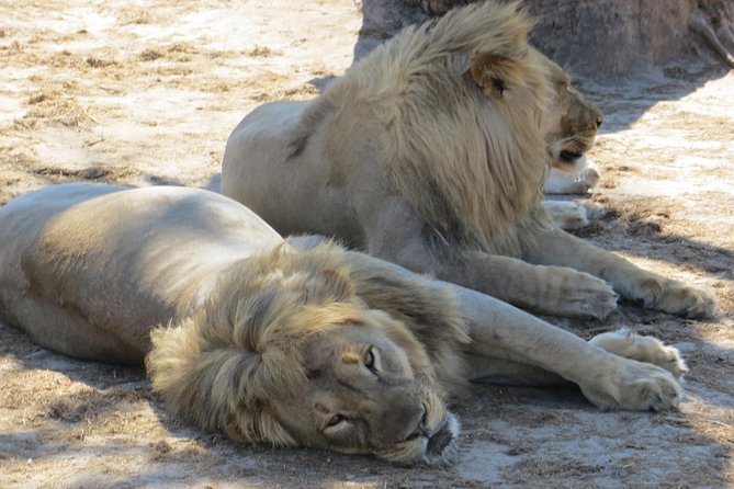 Chobe Safari Overnight Camping Trip - Who will enjoy this overnight safari?