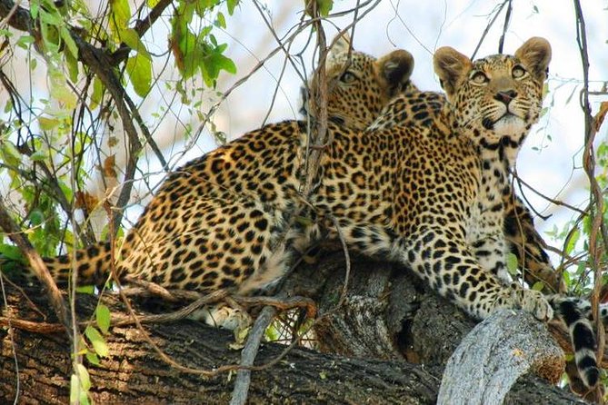 Chobe Sunrise upto Sunset Day trip from Victoria Falls 5AM - 7PM - The morning Chobe game drive