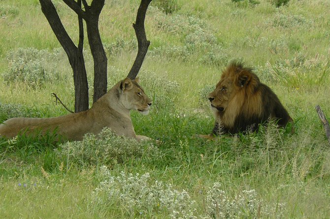 Exclusive full day Chobe game drive safari - Why the Chobe Riverfront is the main attraction