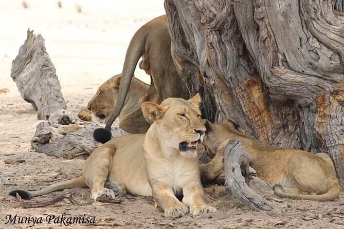 Exclusive full day Chobe game drive safari - A full day gives wildlife more chances