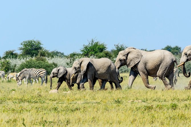 Exclusive full day Chobe game drive safari - Tea, muffins, and the small comforts that matter
