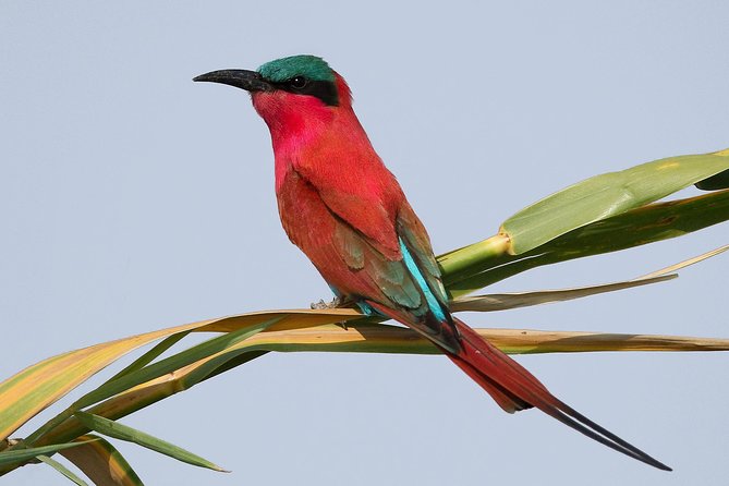 Exclusive full day Chobe game drive safari - What the $280 price really covers