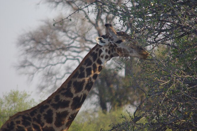 Exclusive full day Chobe game drive safari - Who will enjoy this Chobe safari most
