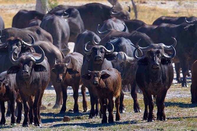 Exclusive full day Chobe game drive safari - Leaving Victoria Falls at 5:00 AM
