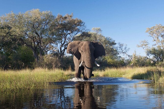 Explore Chobe National Park With a Day Trip from Victoria Falls - Who Should Book This Chobe Outing?