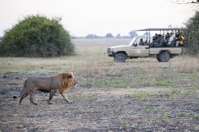Explore Chobe National Park With a Day Trip from Victoria Falls - The Three-Hour Afternoon Game Drive