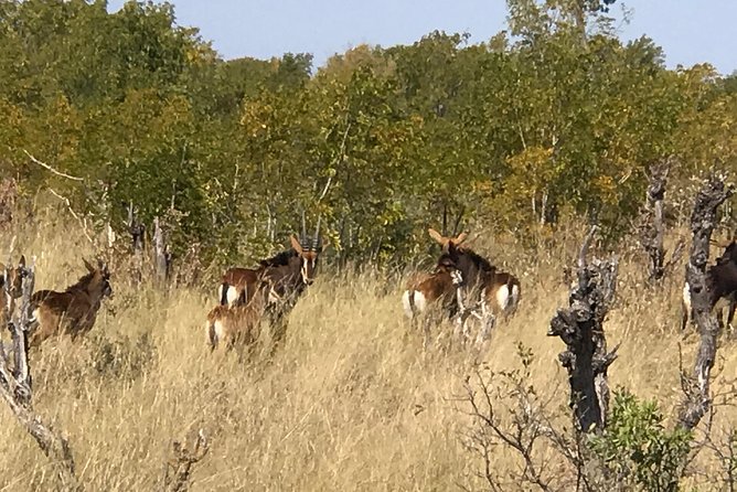 Five-Day Hwange NP, Chobe NP and Victoria Falls Combo - Guides, Transfers, and How the Trip Runs