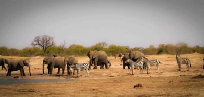 Chobe National Park Full Day Wildlife Safari