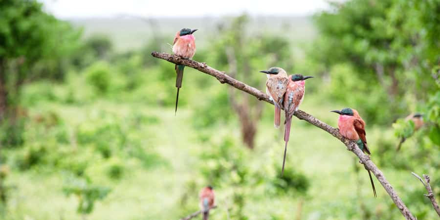 From Victoria Falls: Chobe Half Day Game Drive - Key points at a glance