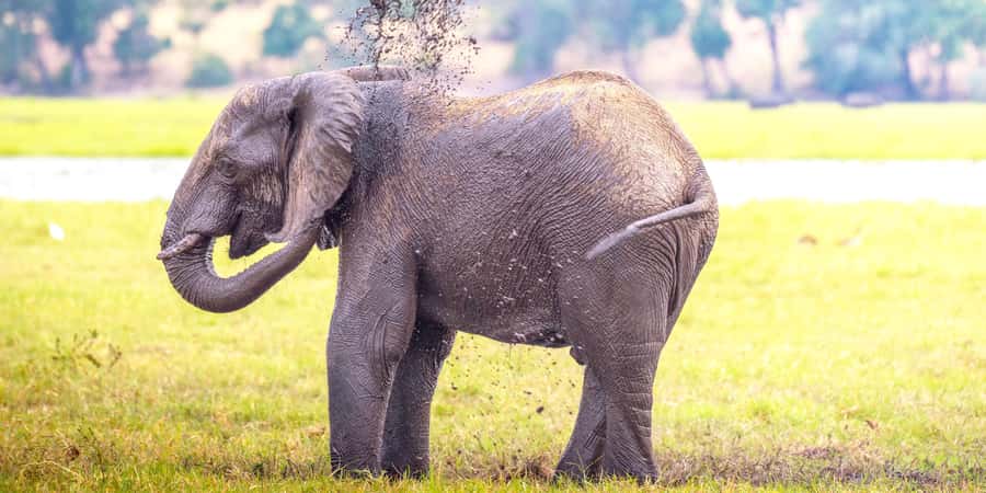 From Victoria Falls: Chobe Half Day Game Drive - Leaving Victoria Falls at 6am