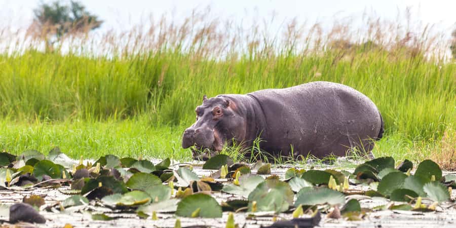 From Victoria Falls: Chobe Half Day Game Drive - Four hours in an open-sided 4x4