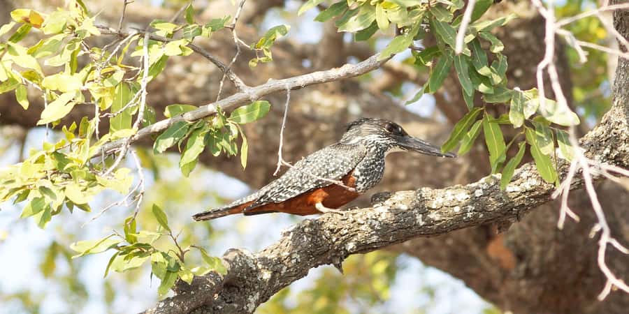 From Victoria Falls: Chobe Half Day Game Drive - The guide, vehicle, and private-group setup