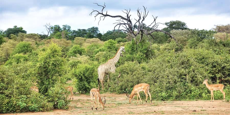 From Victoria Falls: Chobe Half Day Game Drive - Is $100 a fair price?
