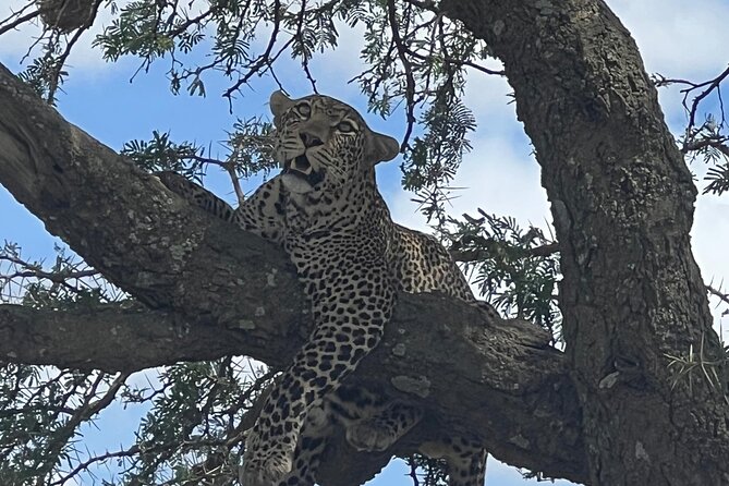 From Victoria Falls: Chobe National Park Small Group Tour - Why Chobe Works as a Victoria Falls Day Trip