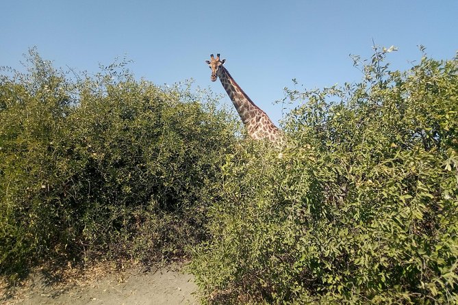 From Victoria Falls: Chobe National Park Small Group Tour - Lunch Between the Two Safaris