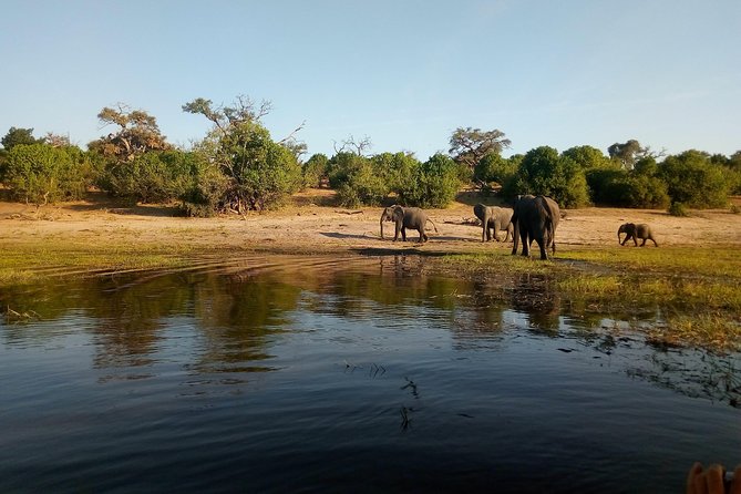 From Victoria Falls: Chobe National Park Small Group Tour - Half-Day, Full-Day, or Extended Day?