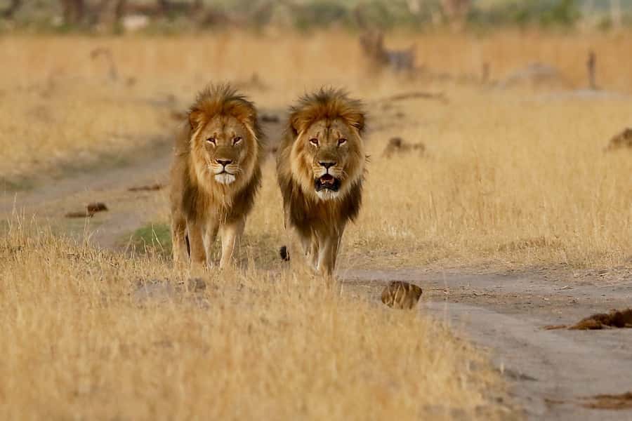 From Victoria Falls: Chobe National Park Small Group Tour - Should You Book the Chobe Tour?