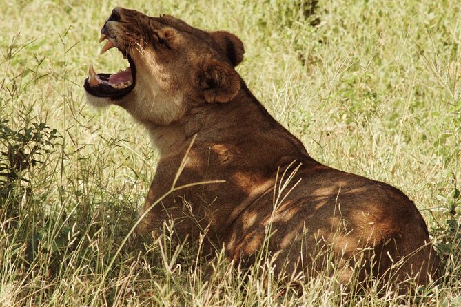 From Victoria Falls: Chobe National Park Small Group Tour - Four Hours on the Chobe Game Drive