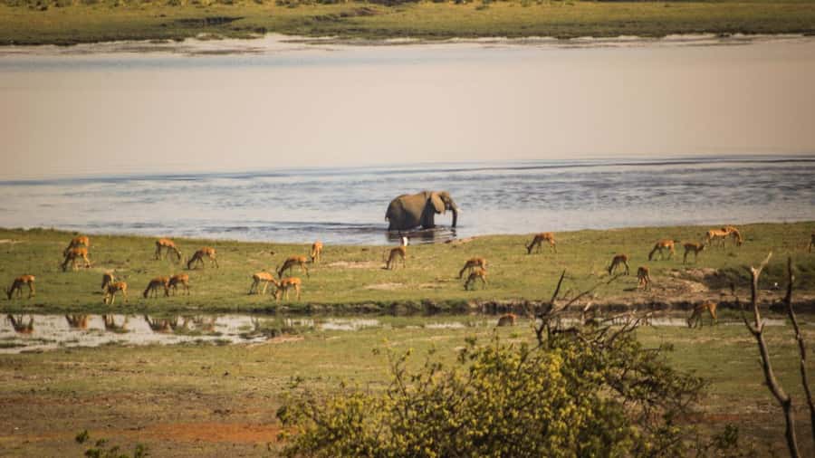 From Victoria Falls: Full Chobe Day trip to Chobe, Botswana - Key points to know before booking