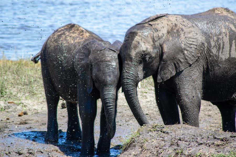 From Victoria Falls: Full Chobe Day trip to Chobe, Botswana - Booking flexibility and final practical details
