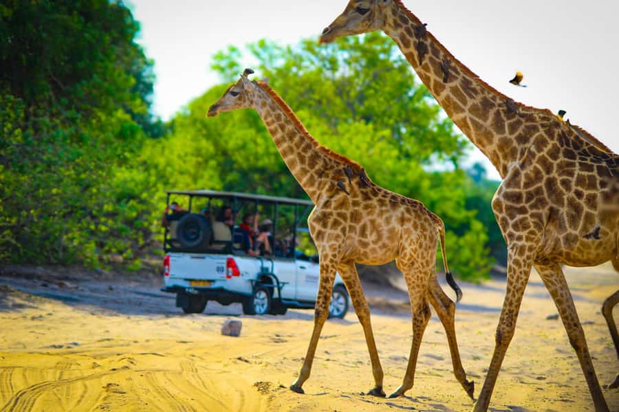 From Victoria Falls: Full Chobe Day trip to Chobe, Botswana - Moving from the river to the game drive
