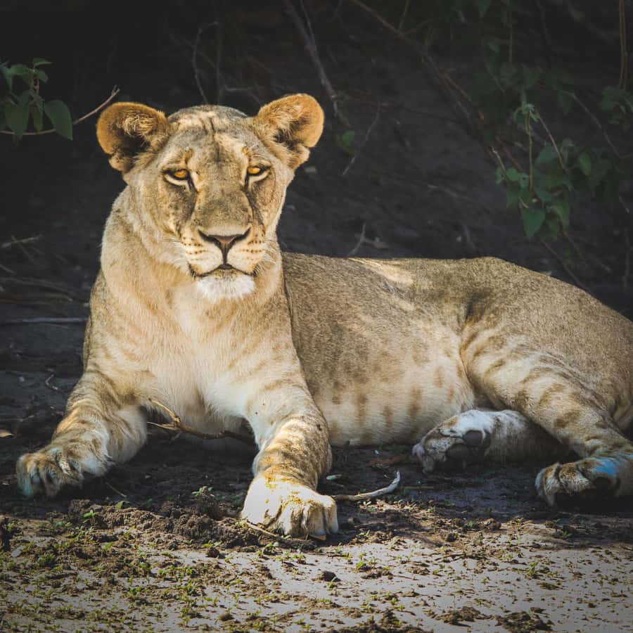 From Victoria Falls: Full Chobe Day trip to Chobe, Botswana - Who should choose this Chobe tour