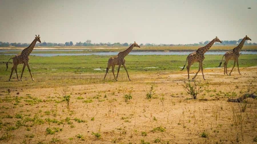 From Victoria Falls: Full Chobe Day trip to Chobe, Botswana - Starting from Victoria Falls and crossing into Botswana