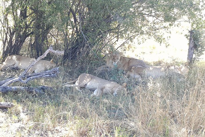 From Victoria Falls: Hwange National Park Day Safari - Why Hwange is worth the long day from Victoria Falls