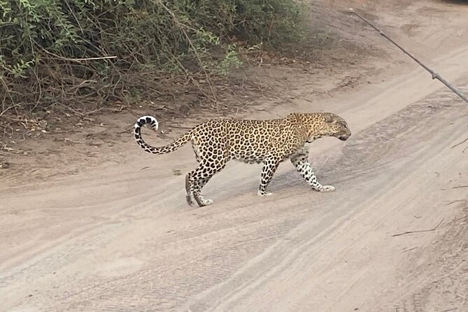 From Victoria Falls: Hwange National Park Day Safari - What the waterholes add to the safari
