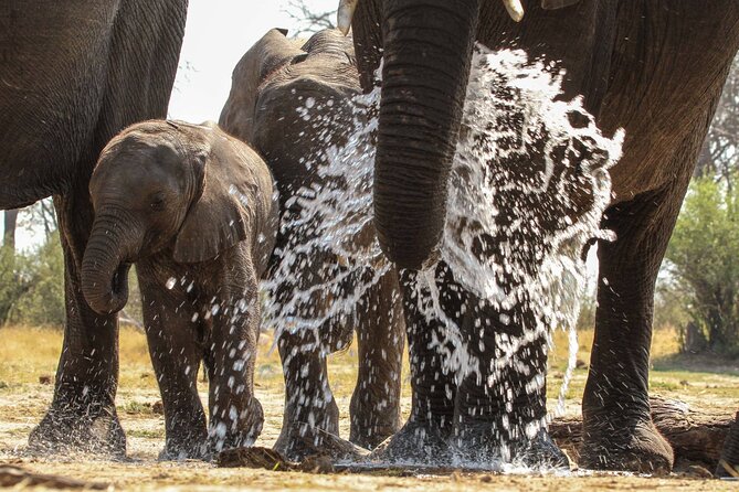 From Victoria Falls: Hwange National Park Day Safari - The second drive and the value of a small group