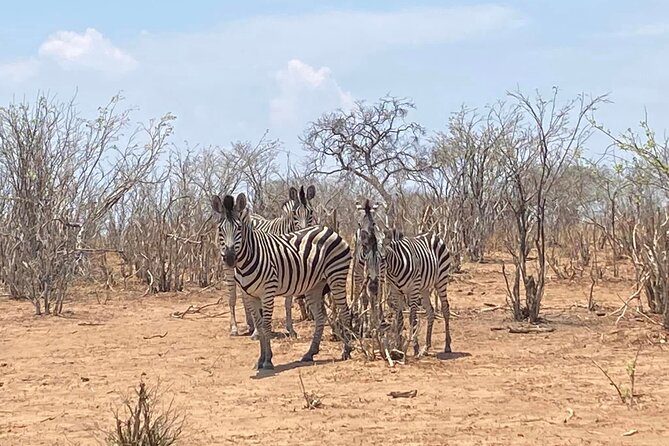 From Victoria Falls: Hwange National Park Day Safari - Animals you might see in Hwange
