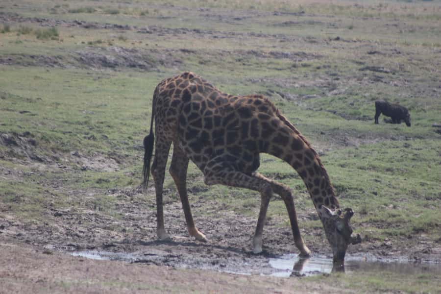 From Victoria Falls: Sunrise to Sunset Chobe Safari - Why this Chobe day trip works from Victoria Falls