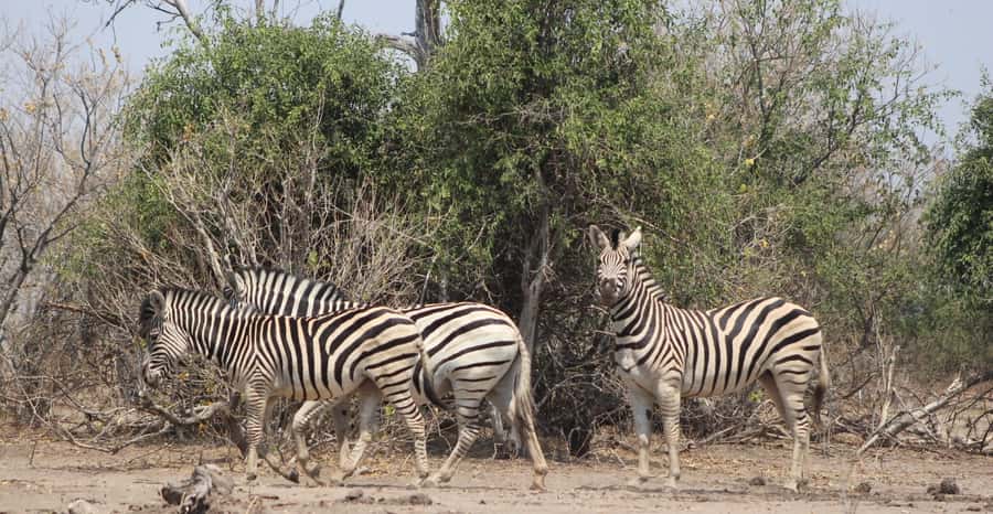 From Victoria Falls: Sunrise to Sunset Chobe Safari - Who should book this safari?