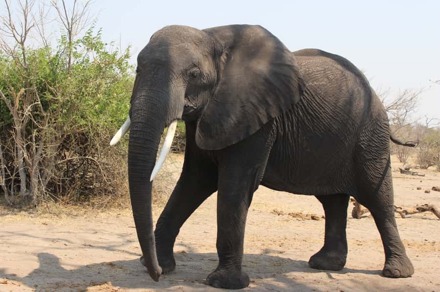 From Victoria Falls: Sunrise to Sunset Chobe Safari - The 5:00 AM pickup and the road to Botswana