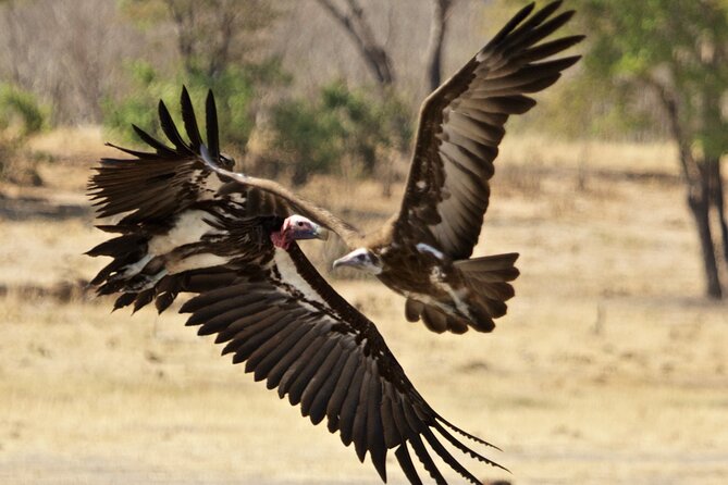 Full Day Birding Zambezi National Park Includes Picnic Lunch - Picnic lunch beside the wildlife