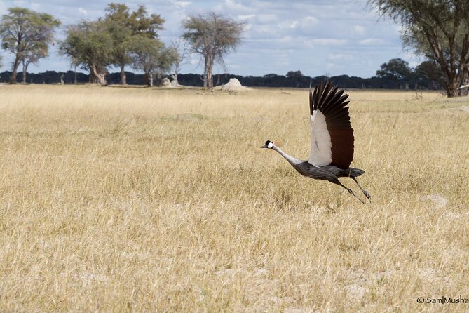Full Day Birding Zambezi National Park Includes Picnic Lunch - Into Zambezi National Park