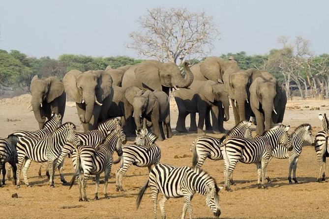 Full Day Chobe National Park Big 5 Safari - Key points about the Chobe day safari