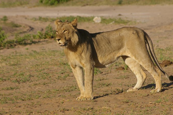 Full Day Chobe National Park Big 5 Safari - Game drive with Cobra