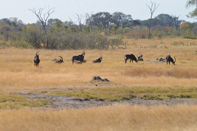 Full Day Chobe Trip with Lunch - Guide quality and the pace of the day