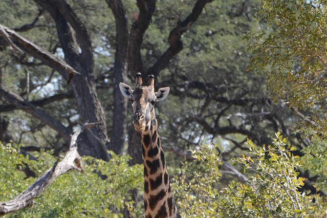 Full Day Chobe Trip with Lunch - Is $165 good value?
