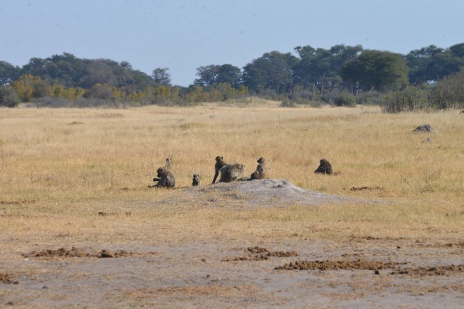 Full Day Chobe Trip with Lunch - The Chobe 4x4 game drive