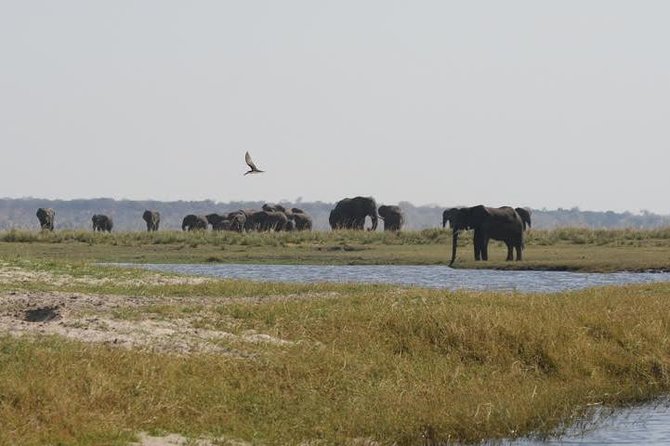 Full Day Hwange Day Trip - Lunch at 13:00 and the midday pause
