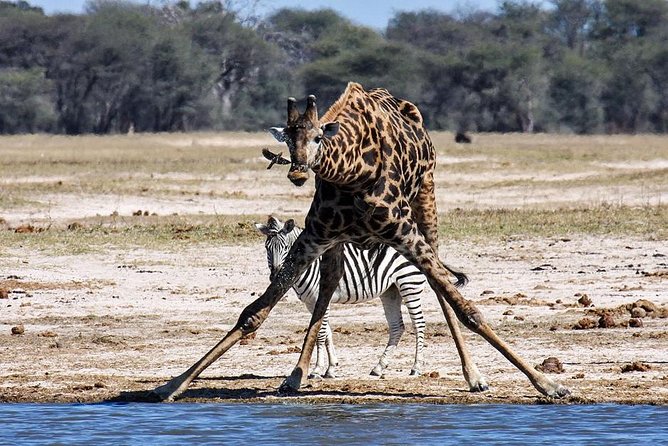 Full Day Hwange Day Trip - The 14:00 afternoon drive and water holes