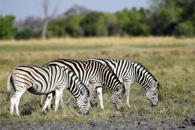 Full-Day Hwange National Park Tour from Victoria Falls - Why Hwange makes a long day worthwhile