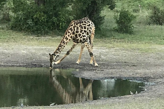 Full-Day Hwange National Park Tour from Victoria Falls - Main Camp and the first safari hours