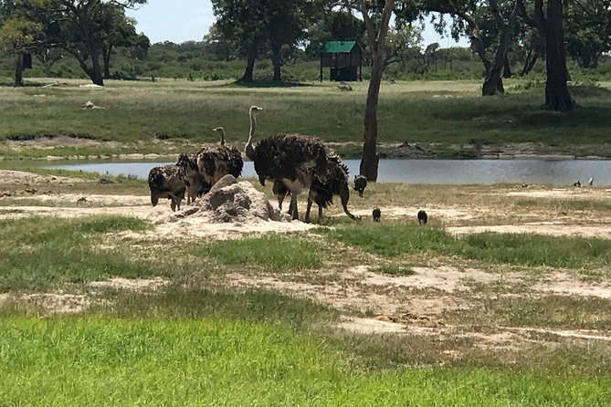 Full-Day Hwange National Park Tour from Victoria Falls - Waterholes are Hwange’s natural meeting points