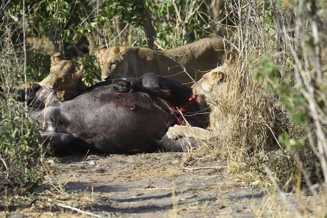 Full-Day Hwange National Park Tour from Victoria Falls - Elephants, lions, hyenas, and smaller antelope