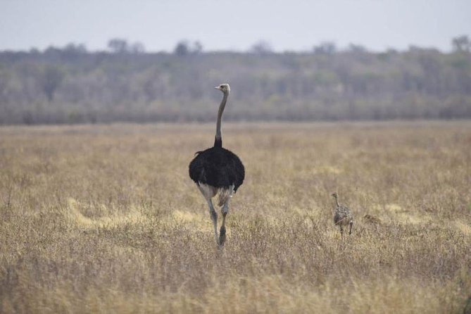 Full-Day Hwange National Park Tour from Victoria Falls - Lunch, water, and what is actually included